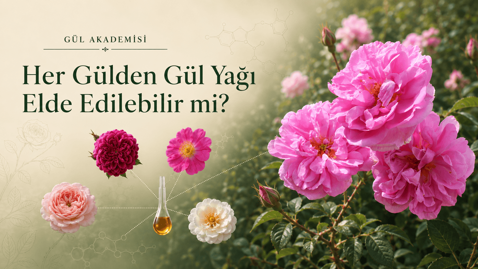 Her Gülden Gül Yağı Elde Edilebilir mi?