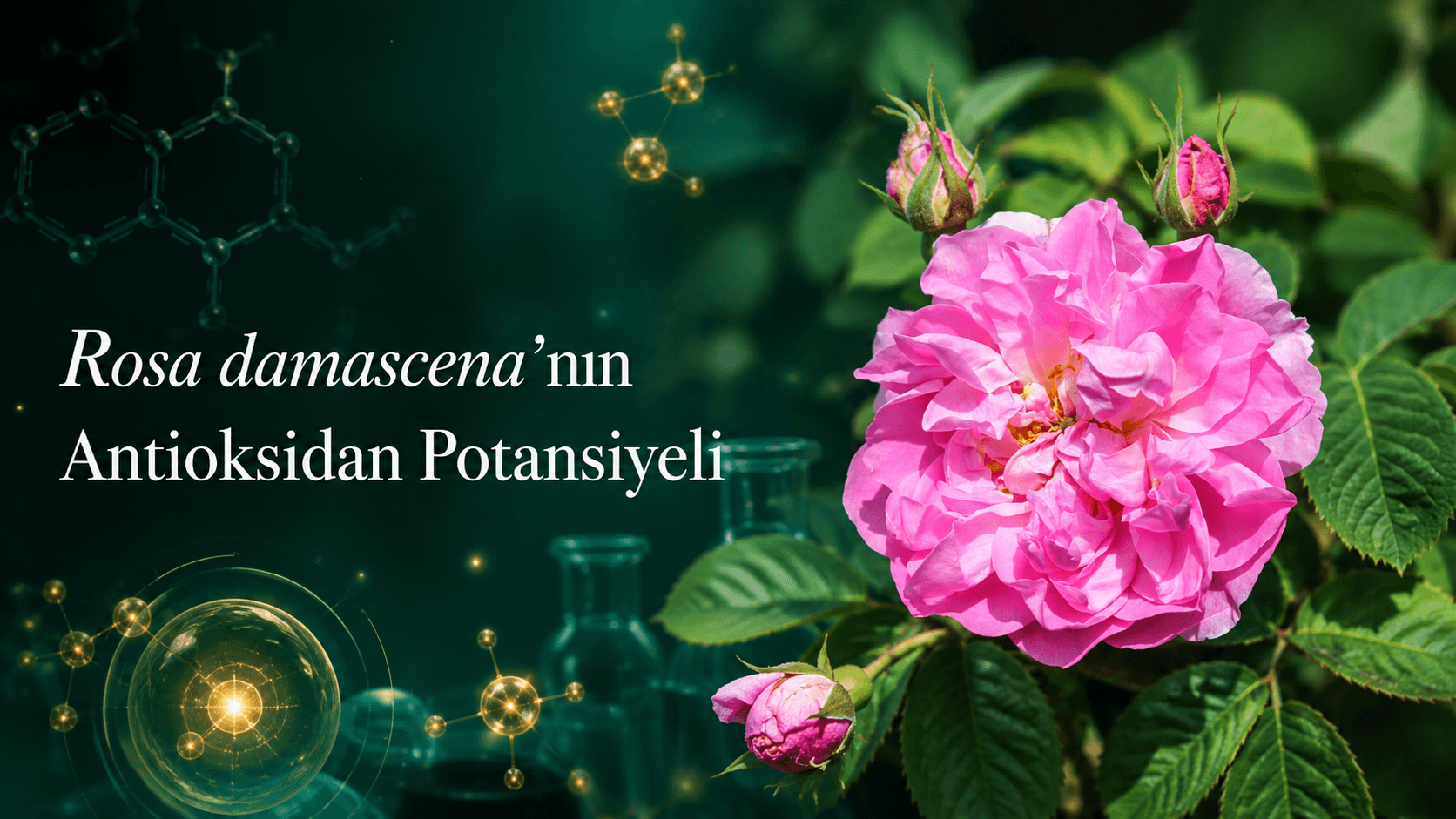 Rosa damascena’nın Antioksidan Potansiyeli