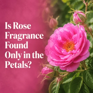 Is Rose Fragrance Found O...