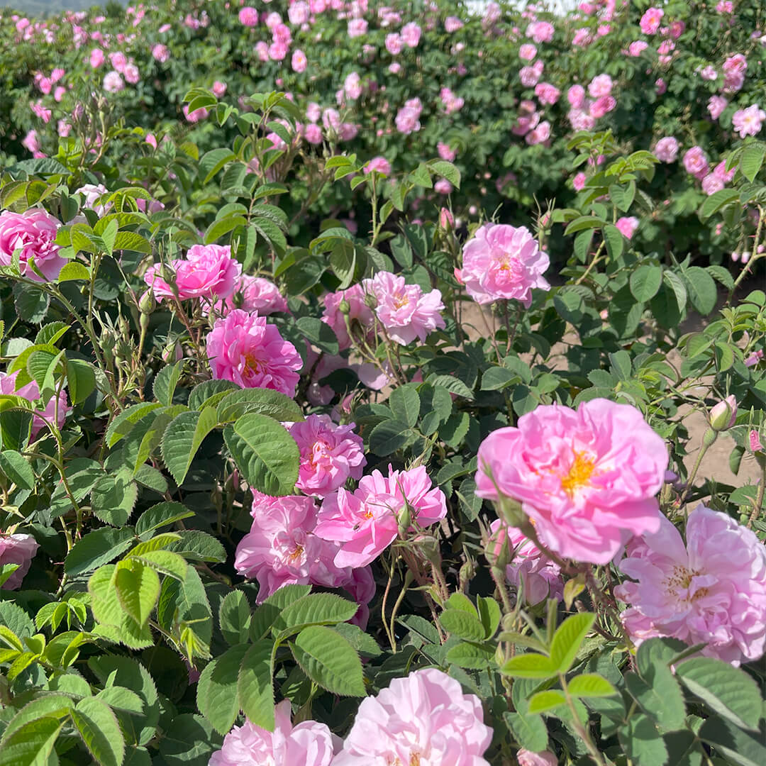Rosa Damascena: Isparta G...