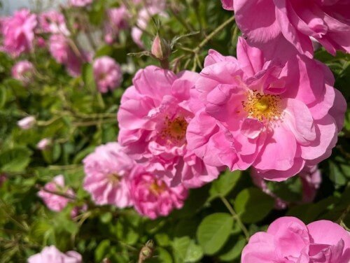 Revolutionary Company